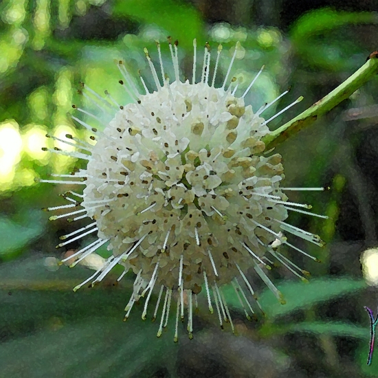 Button Bush Blossom